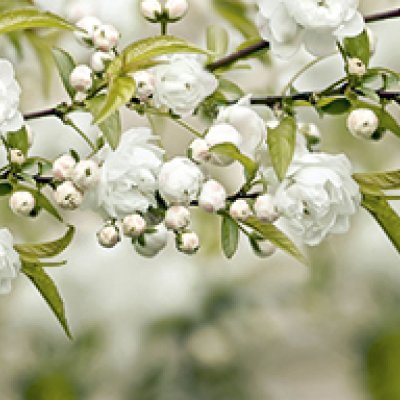 фотообои Белая вишня