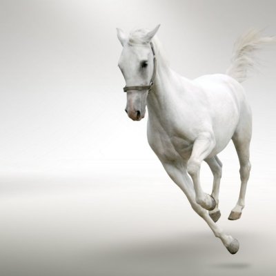 фотообои Белая лошадь