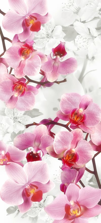 фотообои Орхидеи и Сакура