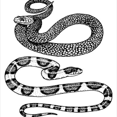 постеры Змеи