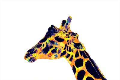 постеры Арт жираф