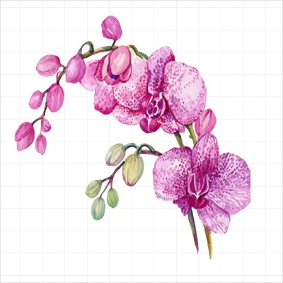 постеры Розовая орхидея