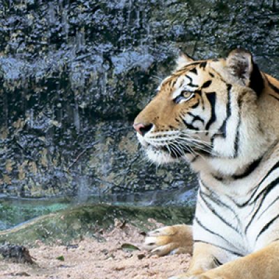 фотообои Лежащий тигр