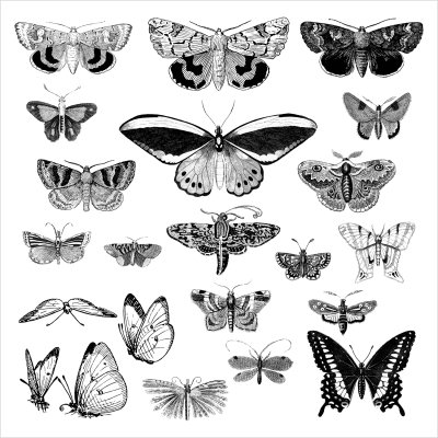 постеры Бабочки гравюра