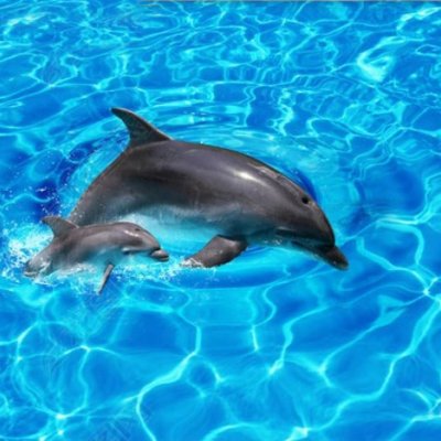 фотообои Дельфины в море